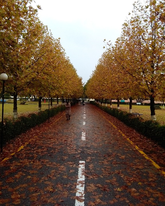 Universidad Wilfrid Laurier, Canadá | Cursos, tarifas, elegibilidad y más