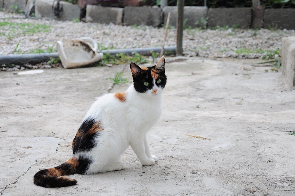 24 mejores universidades privadas de los Países Bajos