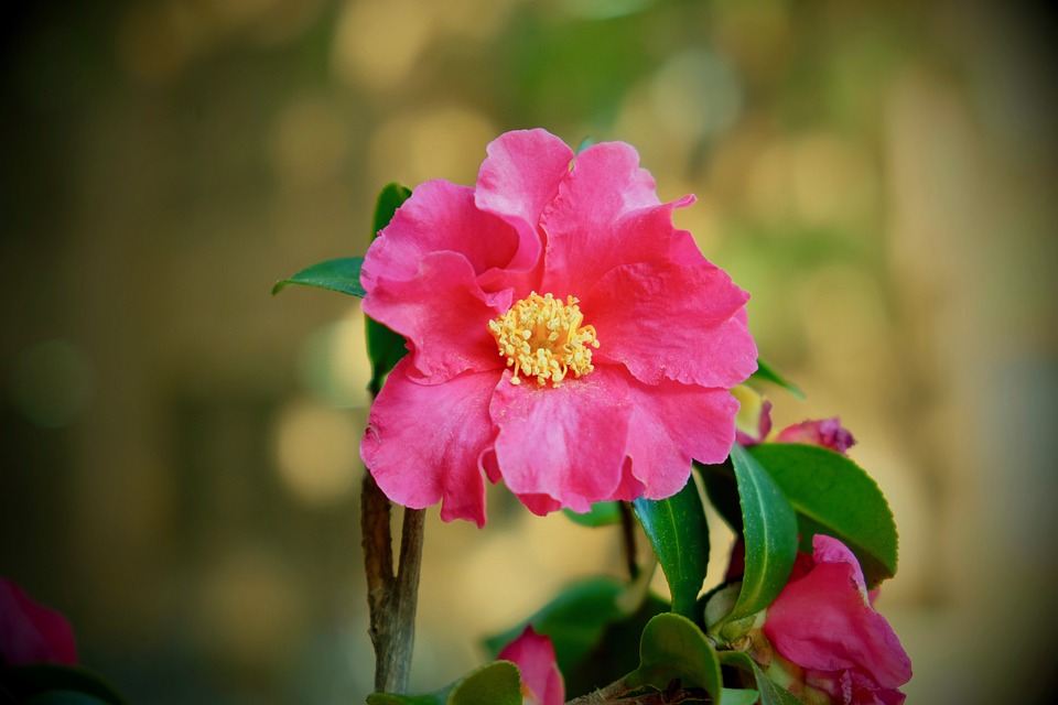 Universidad de Buckingham: tasas de matrícula, admisiones, clasificaciones Universidad de Buckingham: tasas de matrícula, admisiones, clasificaciones