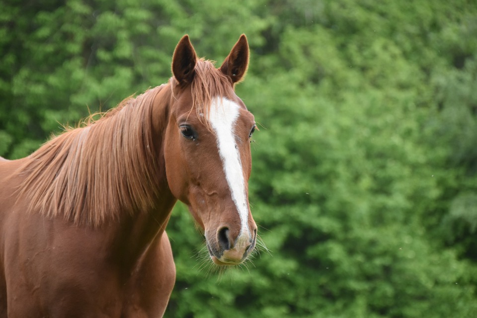 Lista de las 27 mejores universidades de Andhra Pradesh