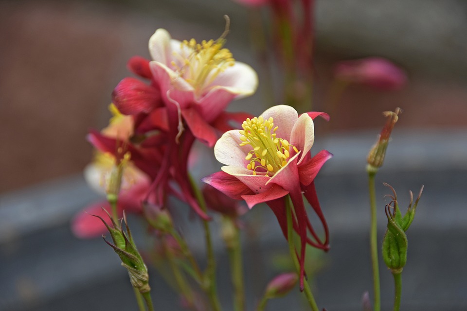 100 mejores escuelas de arte y diseño en Japón 100 mejores escuelas de arte y diseño en Japón