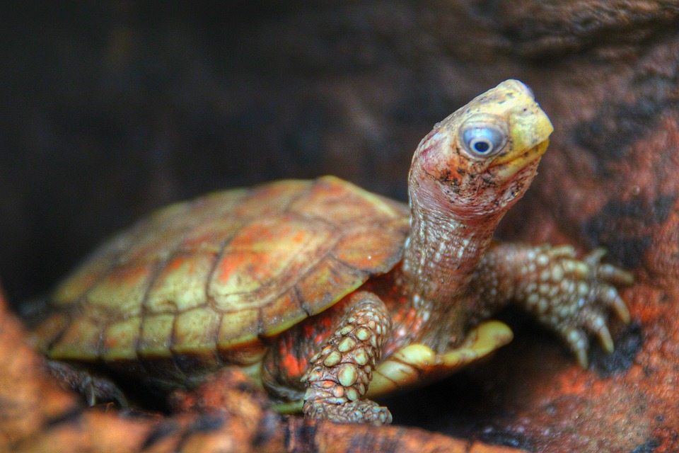 100 mejores escuelas de ingeniería biomédica en los Estados Unidos 100 mejores escuelas de ingeniería biomédica en los Estados Unidos
