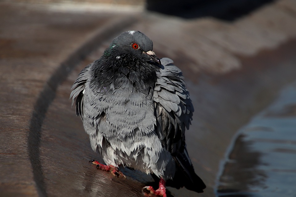 Las 5 universidades más baratas de Ámsterdam para estudiantes internacionales